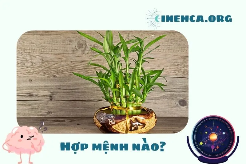 Cây phất dụ phong thủy hợp mệnh nào?