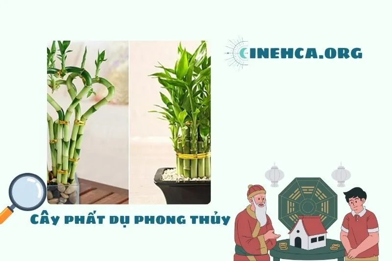 Cây Phất Dụ là cây gì? Đặc điểm nổi bật, ý nghĩa phong thuỷ