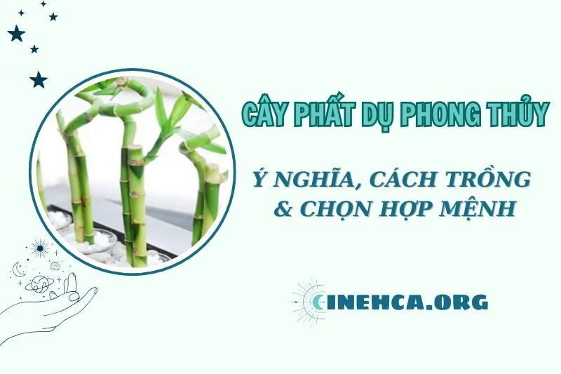 Cây Phất Dụ Phong Thủy: Ý Nghĩa, Cách Trồng Và Chăm Sóc 2025