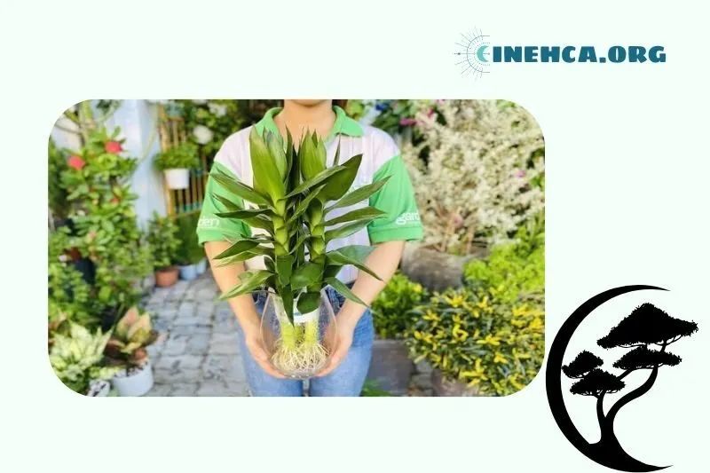 Cây Phát Tài Búp Sen