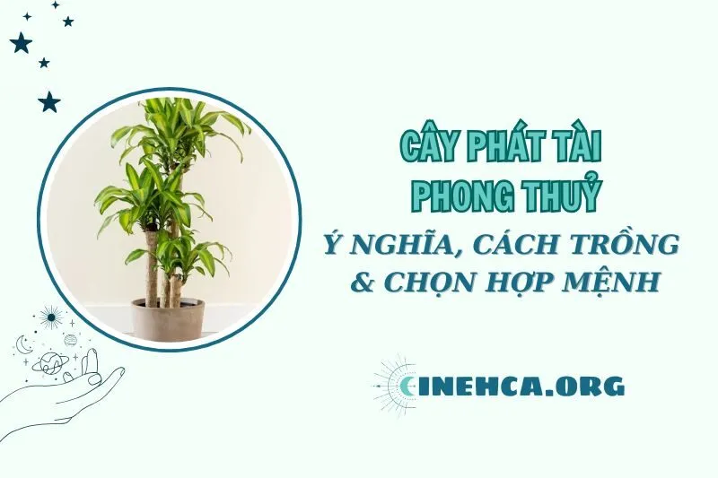 Cây phát tài phong thủy 2025: Ý nghĩa, cách trồng, hợp mệnh nào