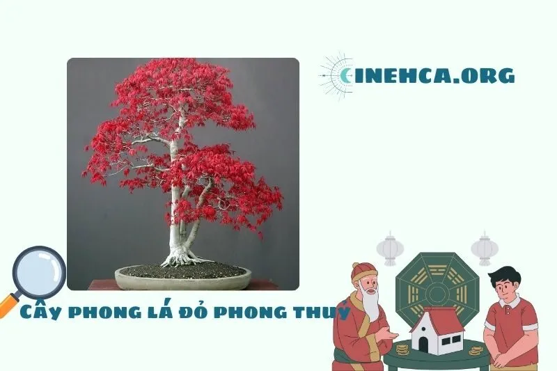 Cây phong lá đỏ là cây gì? Ý nghĩa phong thủy và công dụng