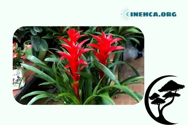 Cây Phong Lộc Hoa