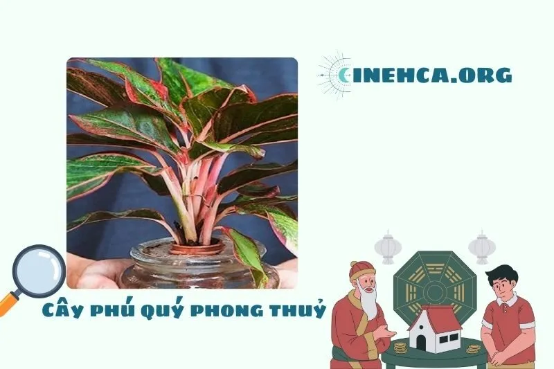 Cây phú quý phong thủy là gì? Ý nghĩa và công dụng