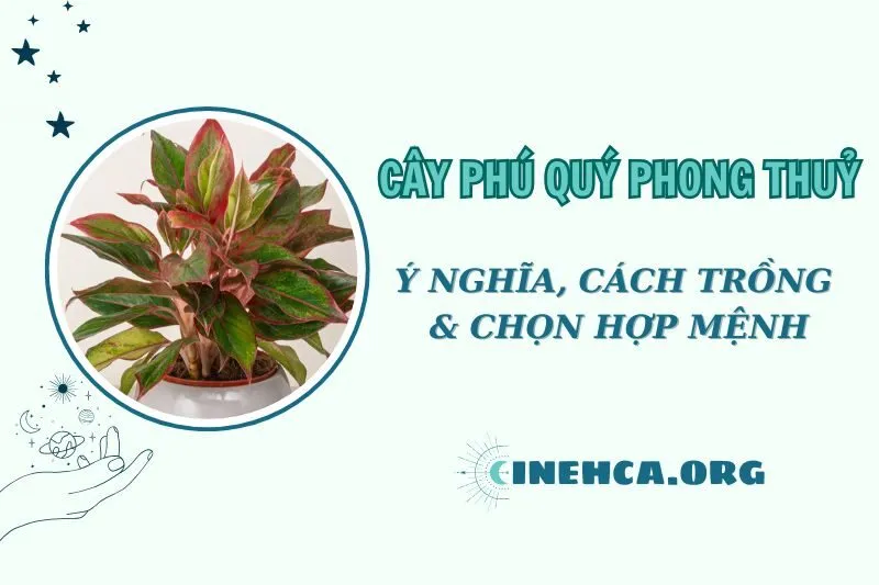 Cây phú quý phong thủy 2025: Ý nghĩa, cách trồng và hợp mệnh nào