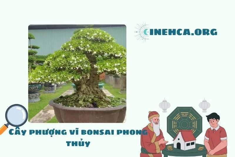 Cây phượng vĩ là cây gì? Đặc điểm, ý nghĩa và công dụng
