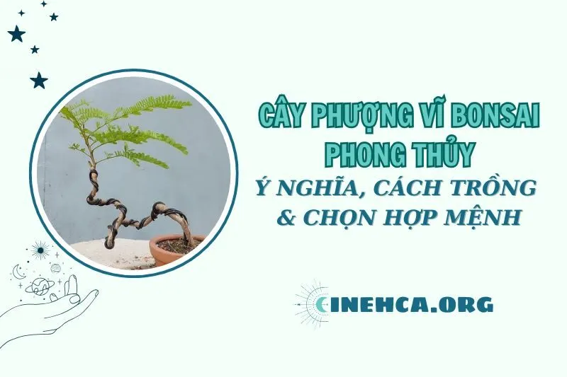 Cây phượng vĩ phong thủy 2025: Ý nghĩa và sức hút đặc biệt