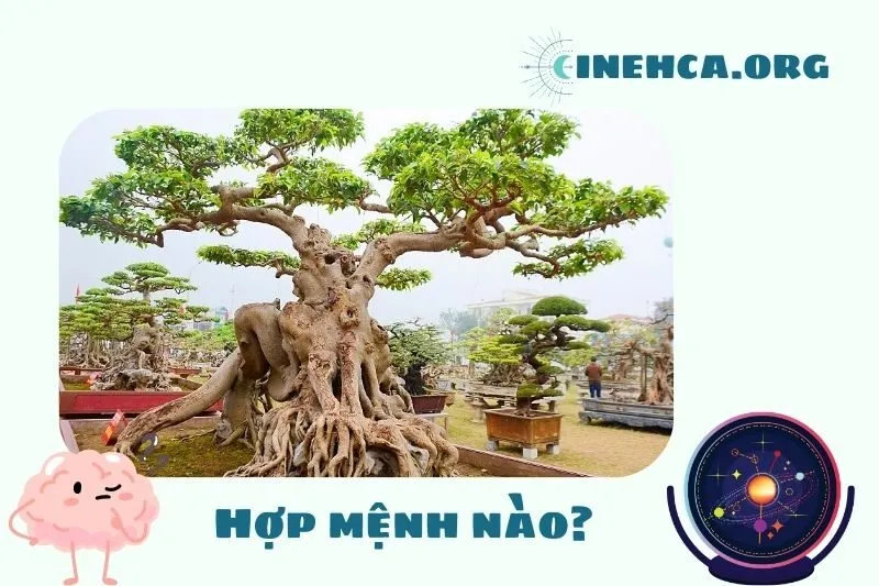 Cây sanh phong thủy hợp mệnh nào?