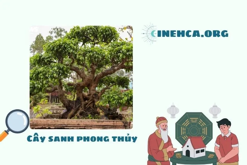 Cây sanh là cây gì? Ý nghĩa phong thủy và công dụng
