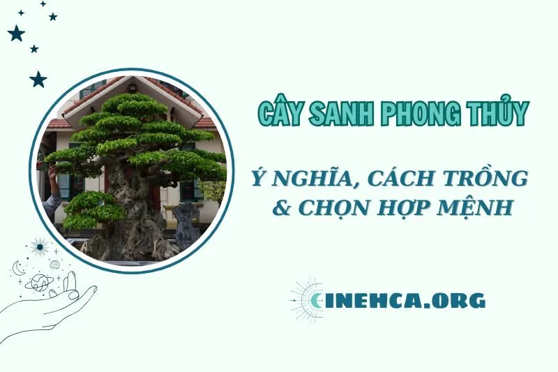 Cây Sanh Phong Thủy: Ý Nghĩa, Cách Chăm Sóc, và Chọn Mệnh Hợp Năm 2025