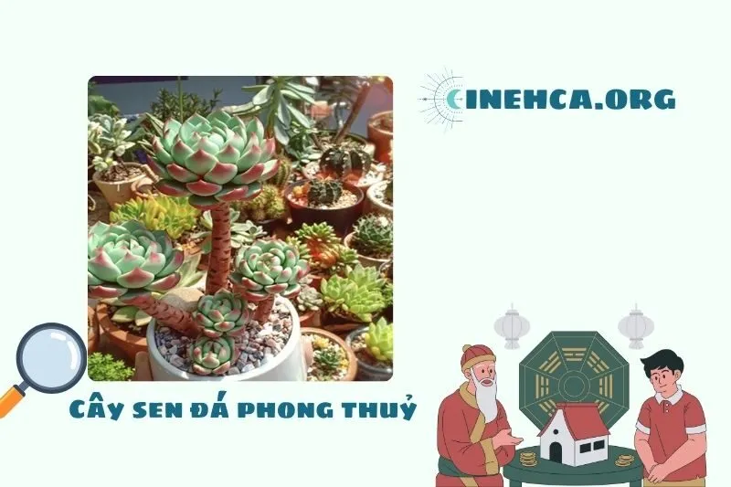 Cây sen đá phong thủy là gì? Ý nghĩa và công dụng