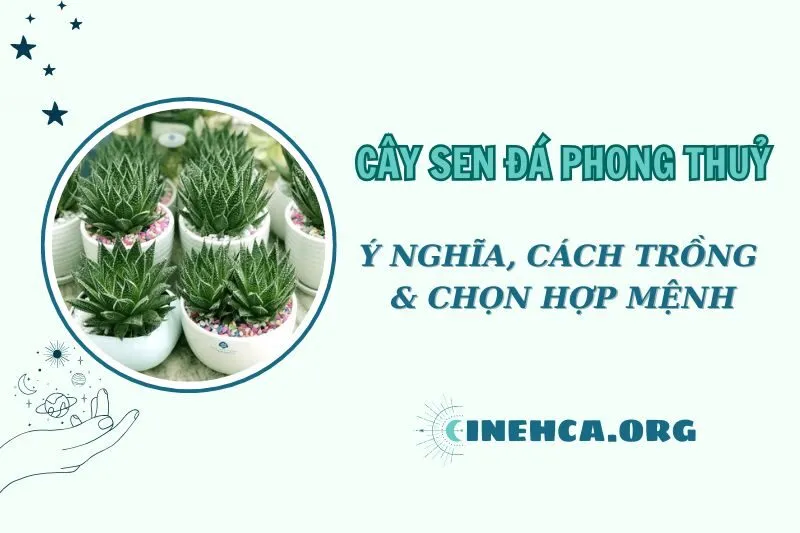 Cây sen đá phong thủy 2025: Ý nghĩa, cách trồng và chăm sóc