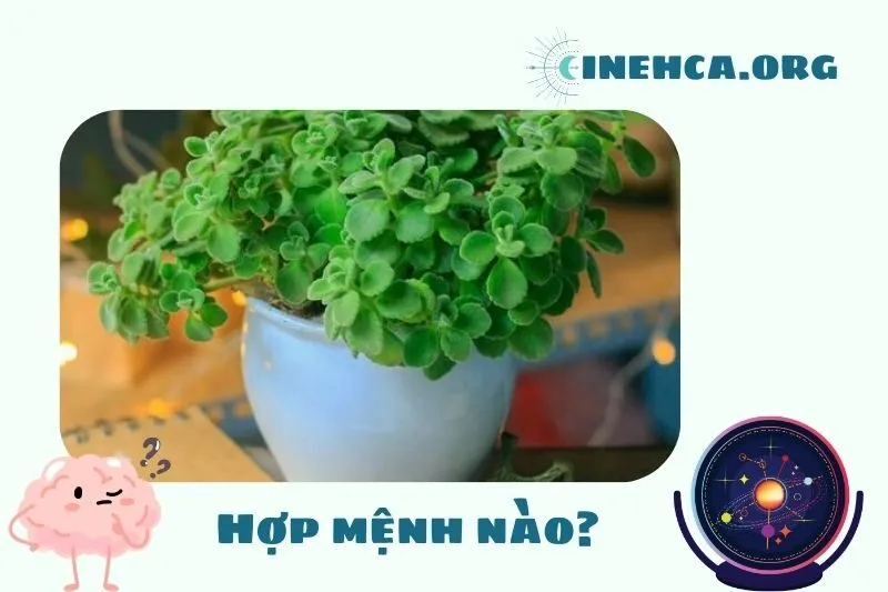 Cây sen thơm phong thủy hợp mệnh nào?