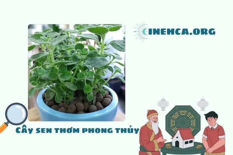 Cây sen thơm là cây gì? Ý nghĩa phong thủy và công dụng