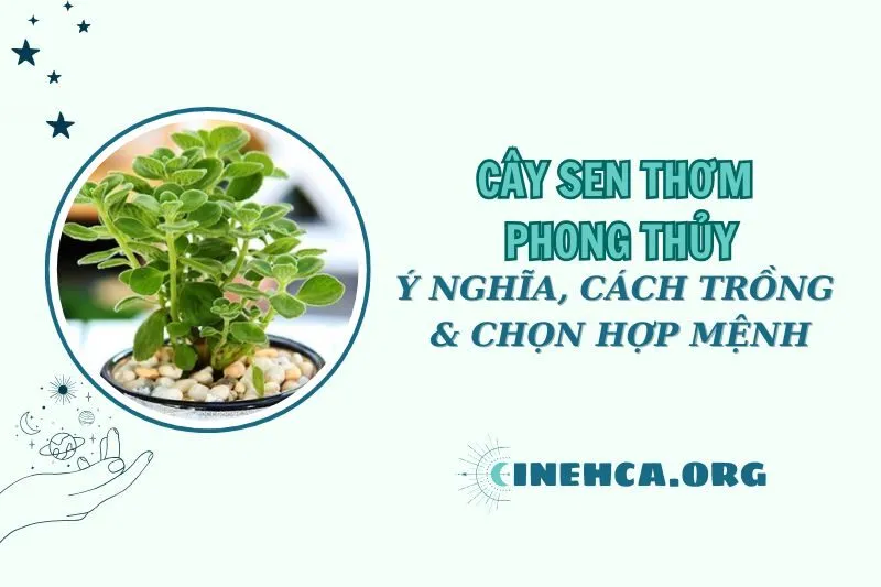 Cây sen thơm phong thủy: Ý nghĩa và cách chăm sóc, chọn hợp mệnh 2025