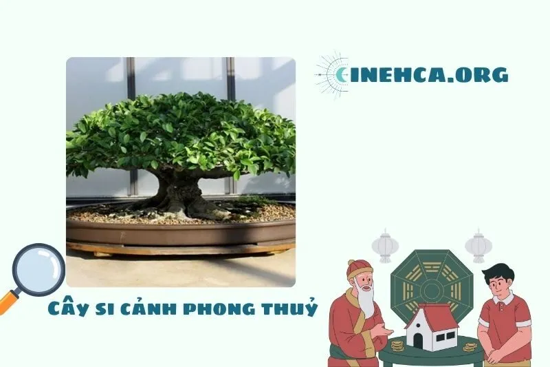 Cây si cảnh là cây gì? Ý nghĩa phong thủy và công dụng