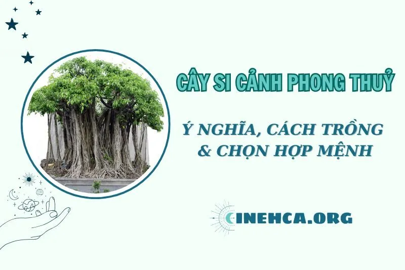Cây si cảnh phong thủy: Ý nghĩa, cách trồng và chăm sóc 2025