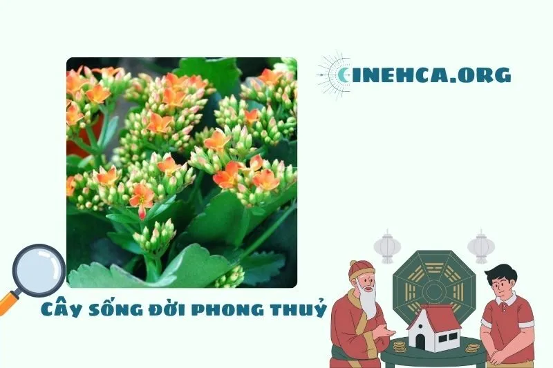 Cây sống đời phong thủy: Đặc điểm, Ý nghĩa, Công dụng