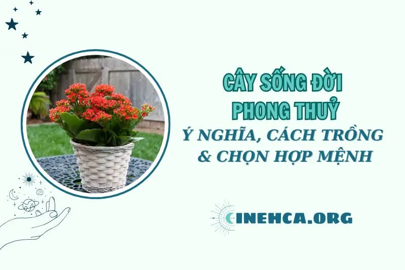 Cây sống đời phong thủy 2025: Ý nghĩa, cách trồng và hợp mệnh