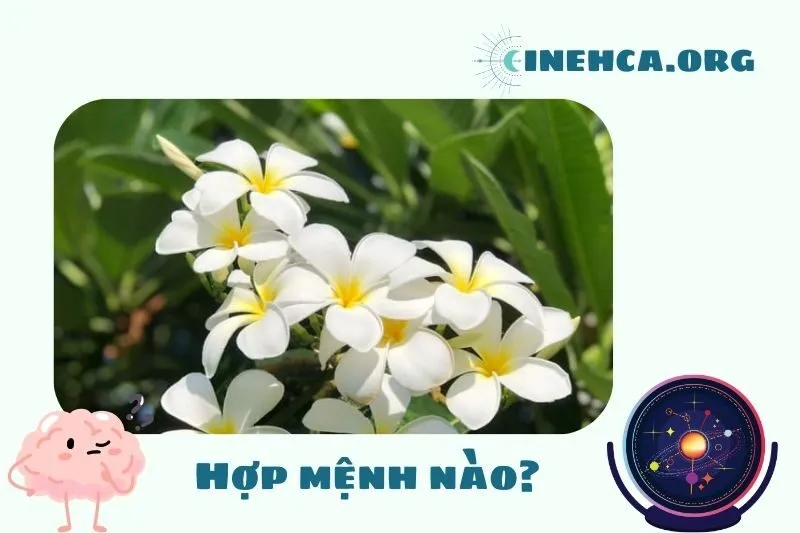 Cây sứ đại phong thủy hợp mệnh nào?