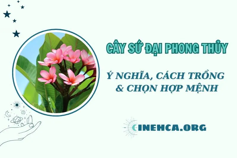 Cây sứ đại phong thủy: Ý nghĩa, cách trồng và chăm sóc 2025