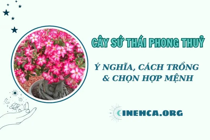 Cây sứ Thái phong thủy: Ý nghĩa và cách chăm sóc, chọn mệnh hợp 2025