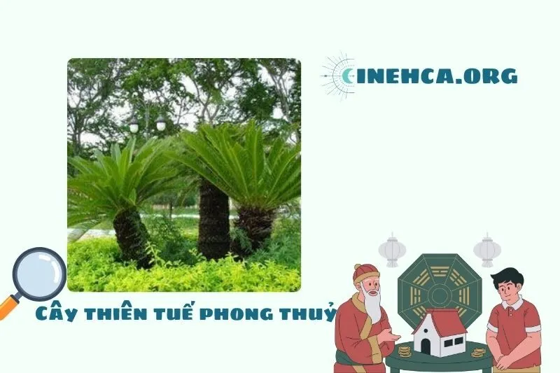 Cây thiên tuế là cây gì? Ý nghĩa phong thủy và công dụng