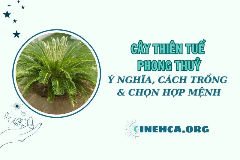 Cây thiên tuế phong thủy 2025: Ý nghĩa, cách trồng và hợp mệnh nào