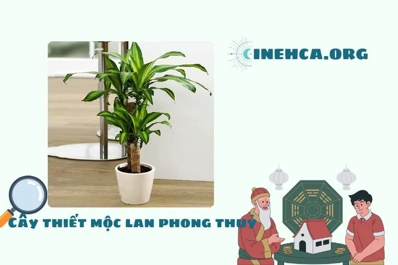 Cây thiết mộc lan là gì? Ý nghĩa và công dụng