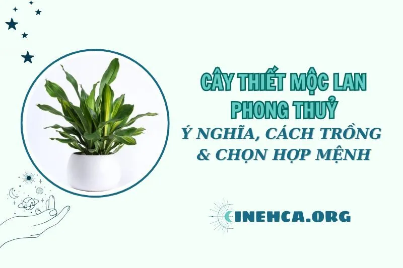 Cây thiết mộc lan phong thủy: Ý nghĩa, cách trồng và chọn mệnh hợp 2025