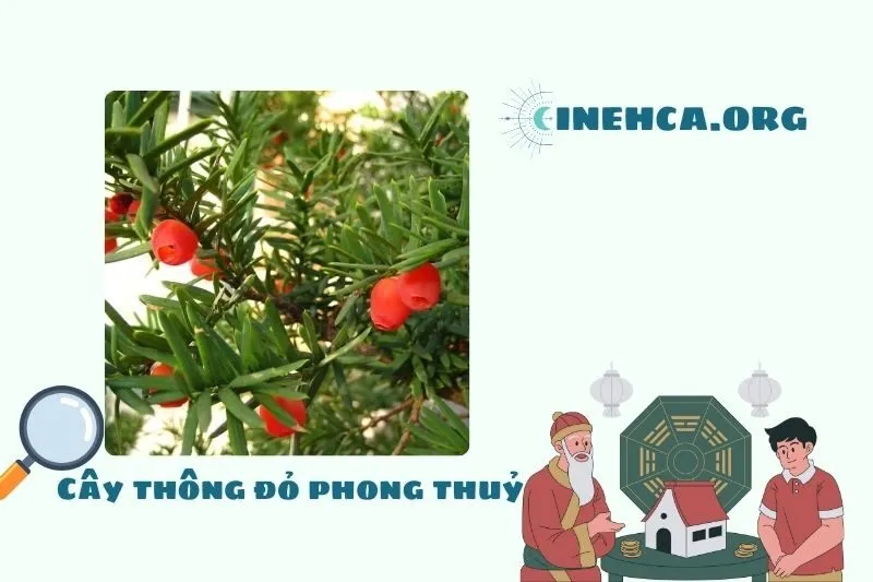 Cây thông đỏ là cây gì?