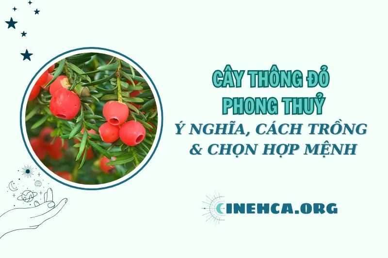 Cây thông đỏ phong thủy: Ý nghĩa, cách trồng và chăm sóc 2025