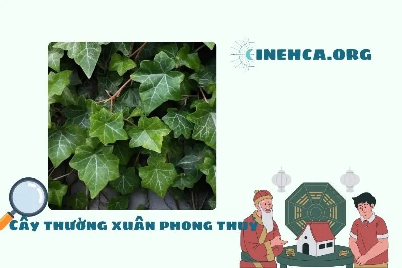 Cây thường xuân phong thủy là gì? Ý nghĩa và công dụng