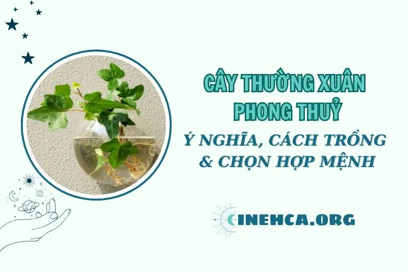 Cây thường xuân phong thủy: Ý nghĩa, cách chăm sóc và chọn hợp mệnh 2025