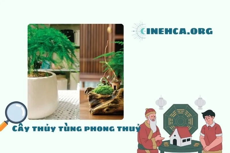 Cây Thủy Tùng là cây gì?