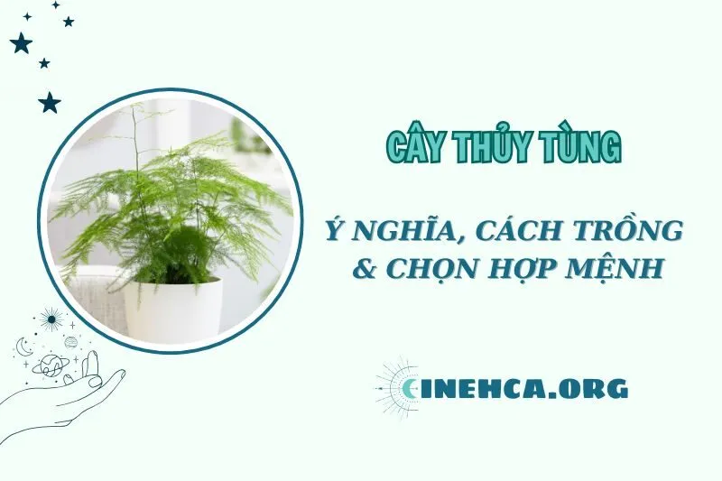 Cây Thủy Tùng Phong Thủy: Ý Nghĩa và Công Dụng 2025