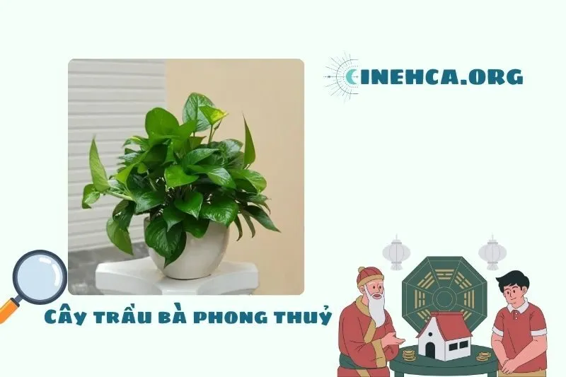 Cây trầu bà phong thuỷ là gì? Ý nghĩa và công dụng