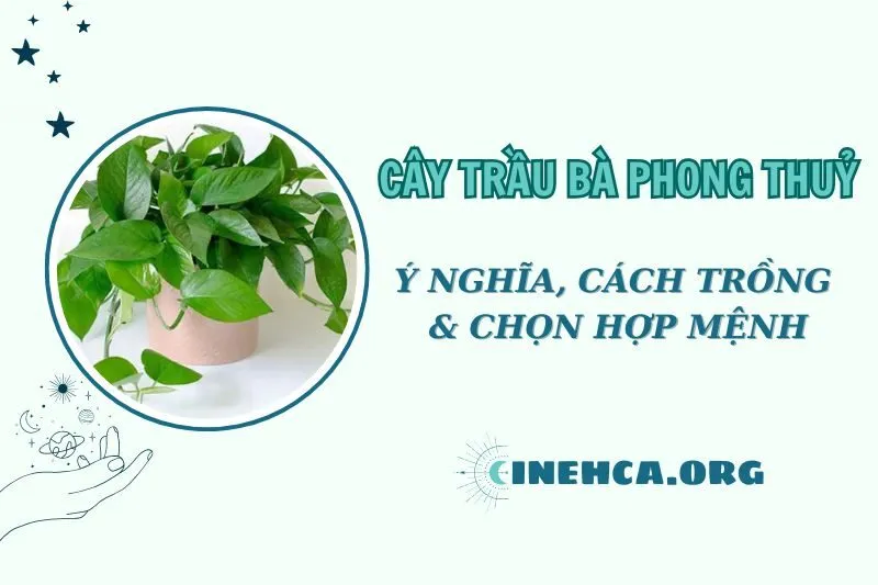 Cây trầu bà phong thuỷ: Ý nghĩa, chăm sóc và hợp mệnh 2025