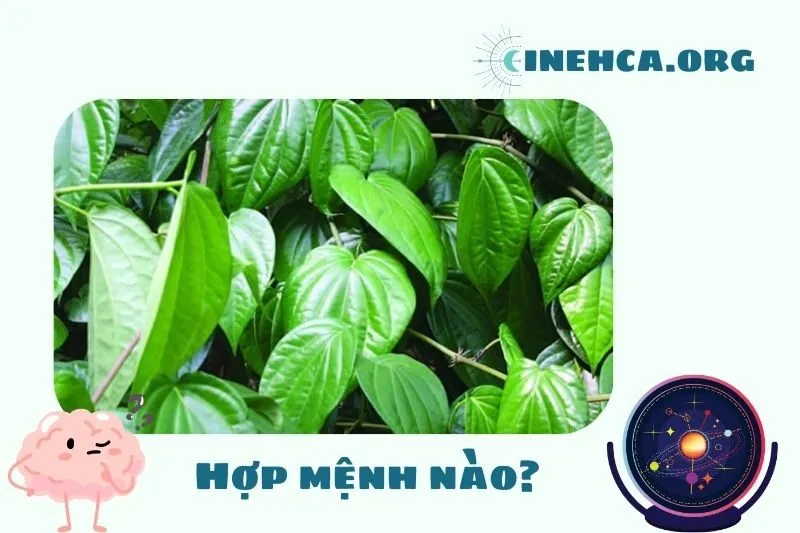 Cây trầu không phong thủy hợp mệnh nào?