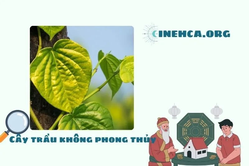 Cây trầu không là cây gì? Ý nghĩa phong thủy và công dụng