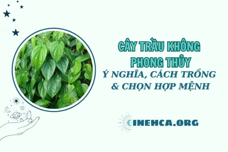 Cây trầu không phong thủy: Khám phá bí ẩn và sức hút năm 2025