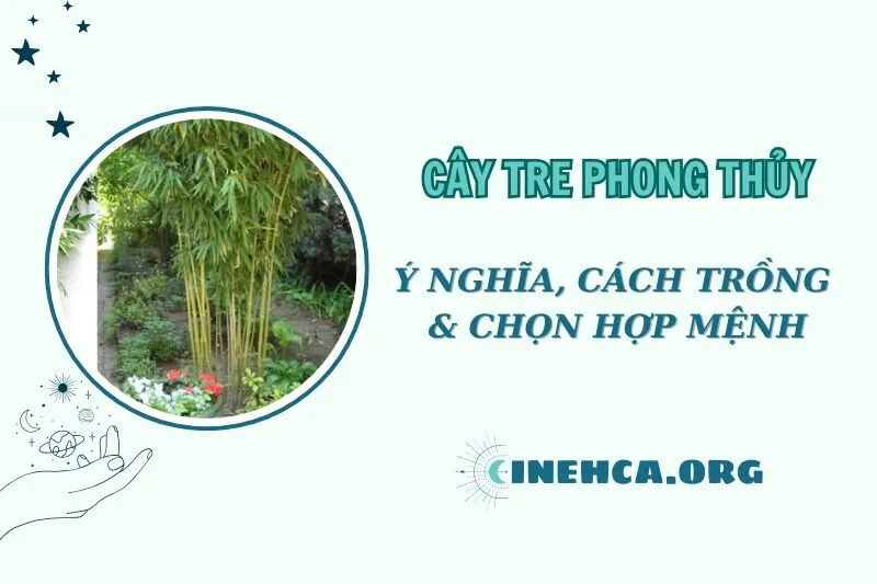 Cây tre phong thủy 2025: Ý nghĩa, cách trồng và chọn vị trí đặt