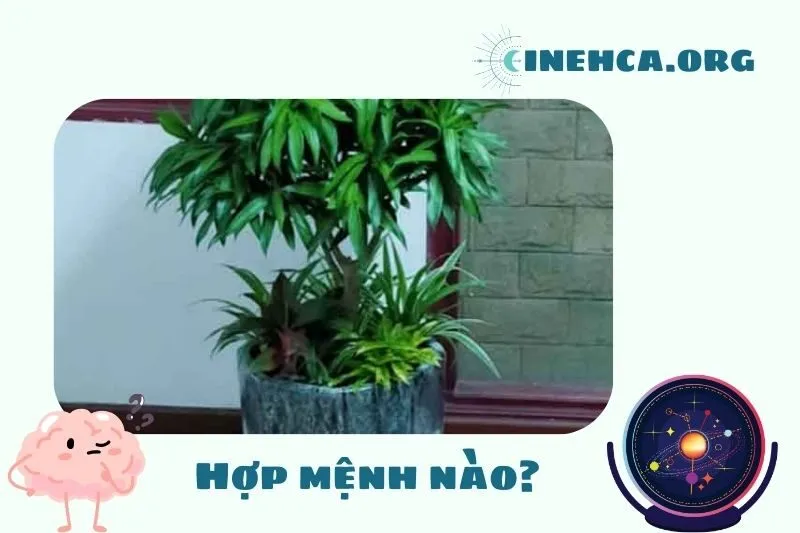 Cây trúc bách hợp hợp mệnh nào trong phong thủy?