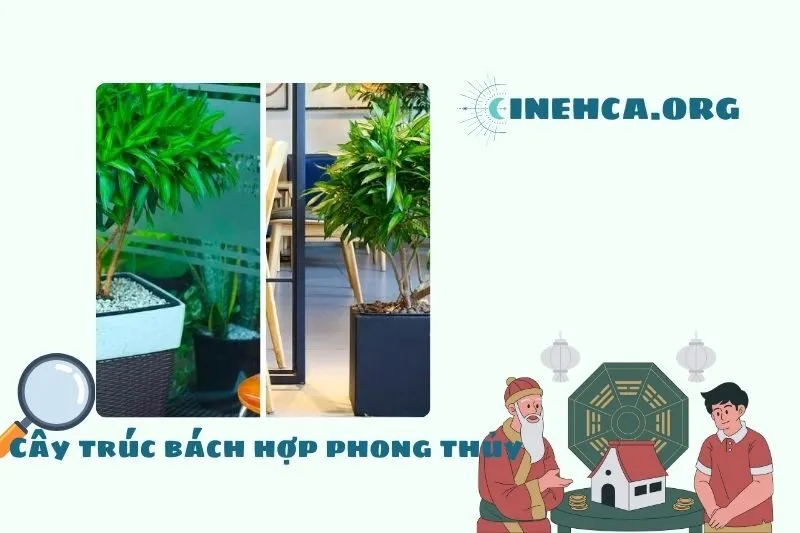 Cây trúc bách hợp là cây gì? Ý nghĩa phong thủy và công dụng