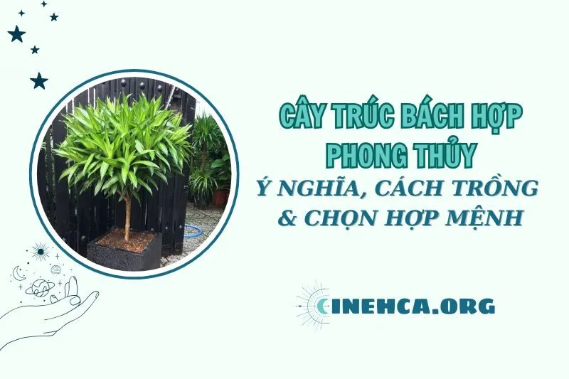Ý nghĩa cây trúc bách hợp phong thủy và cách chăm sóc 2025