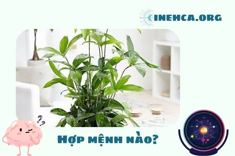 Cây trúc Nhật phong thủy hợp mệnh nào?