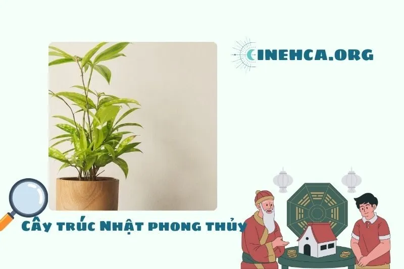 Cây trúc Nhật là cây gì? Đặc điểm, ý nghĩa và công dụng