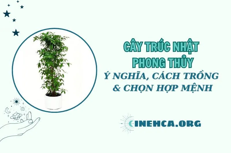 Cây trúc Nhật phong thủy: Ý nghĩa, cách trồng và chăm sóc
