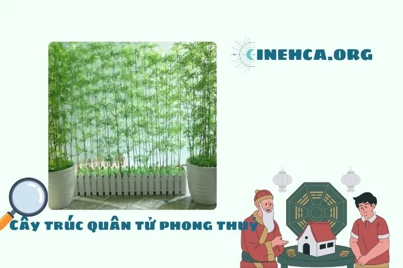 Cây trúc quân tử: Khái niệm, Ý nghĩa phong thủy và công dụng