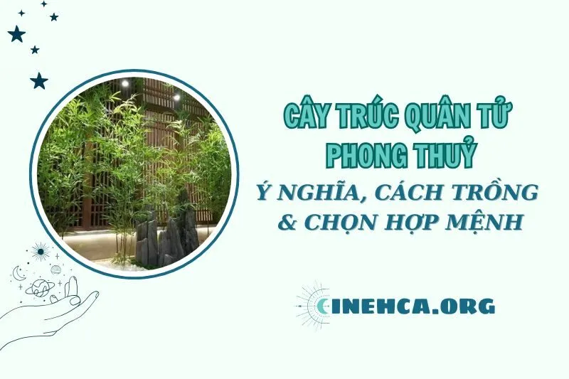 Cây trúc quân tử phong thuỷ: Ý nghĩa và cách chăm sóc năm 2025